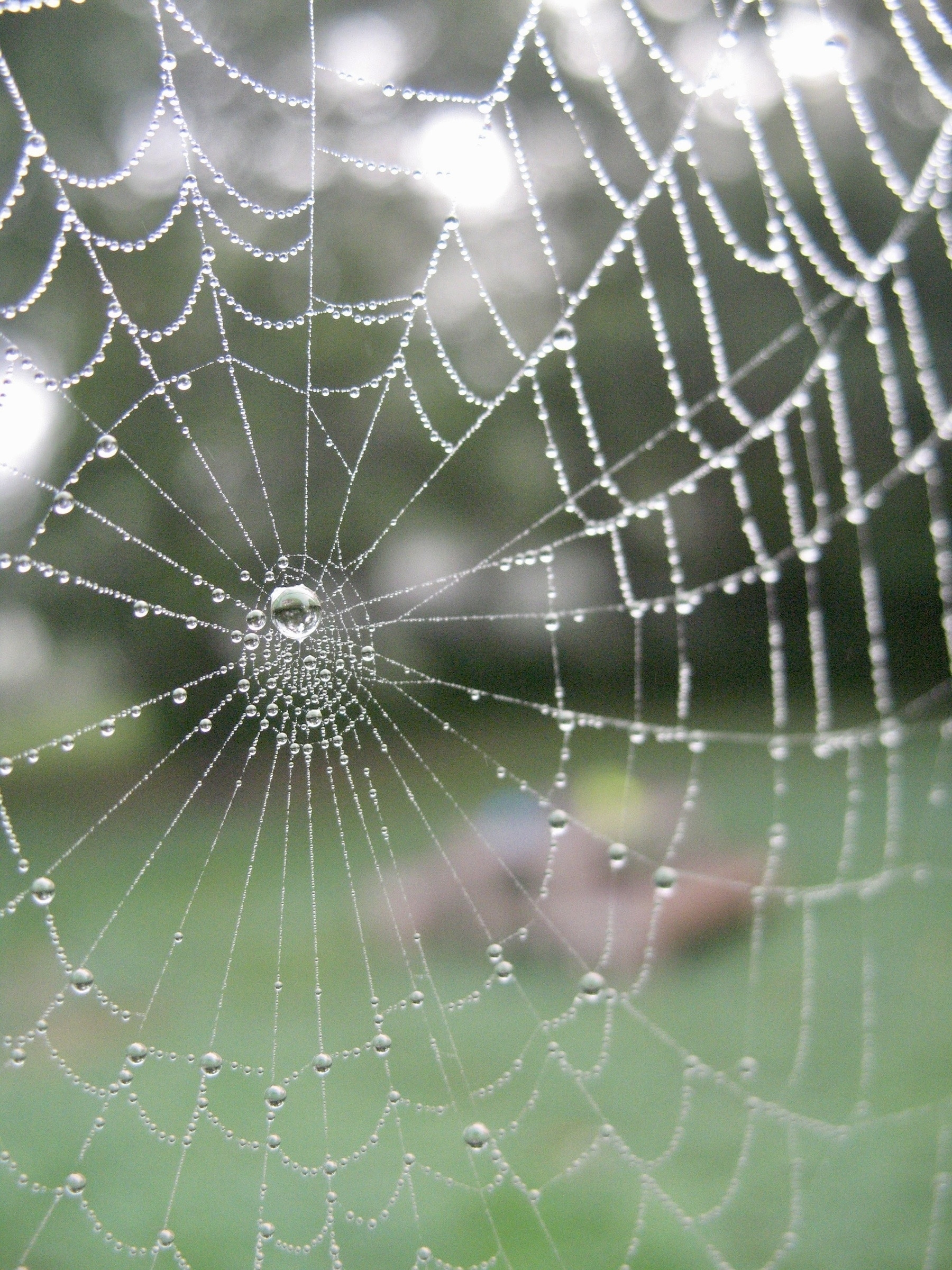 A spiderweb covered in dewdrops is intricately woven with a blurred background of greenery.