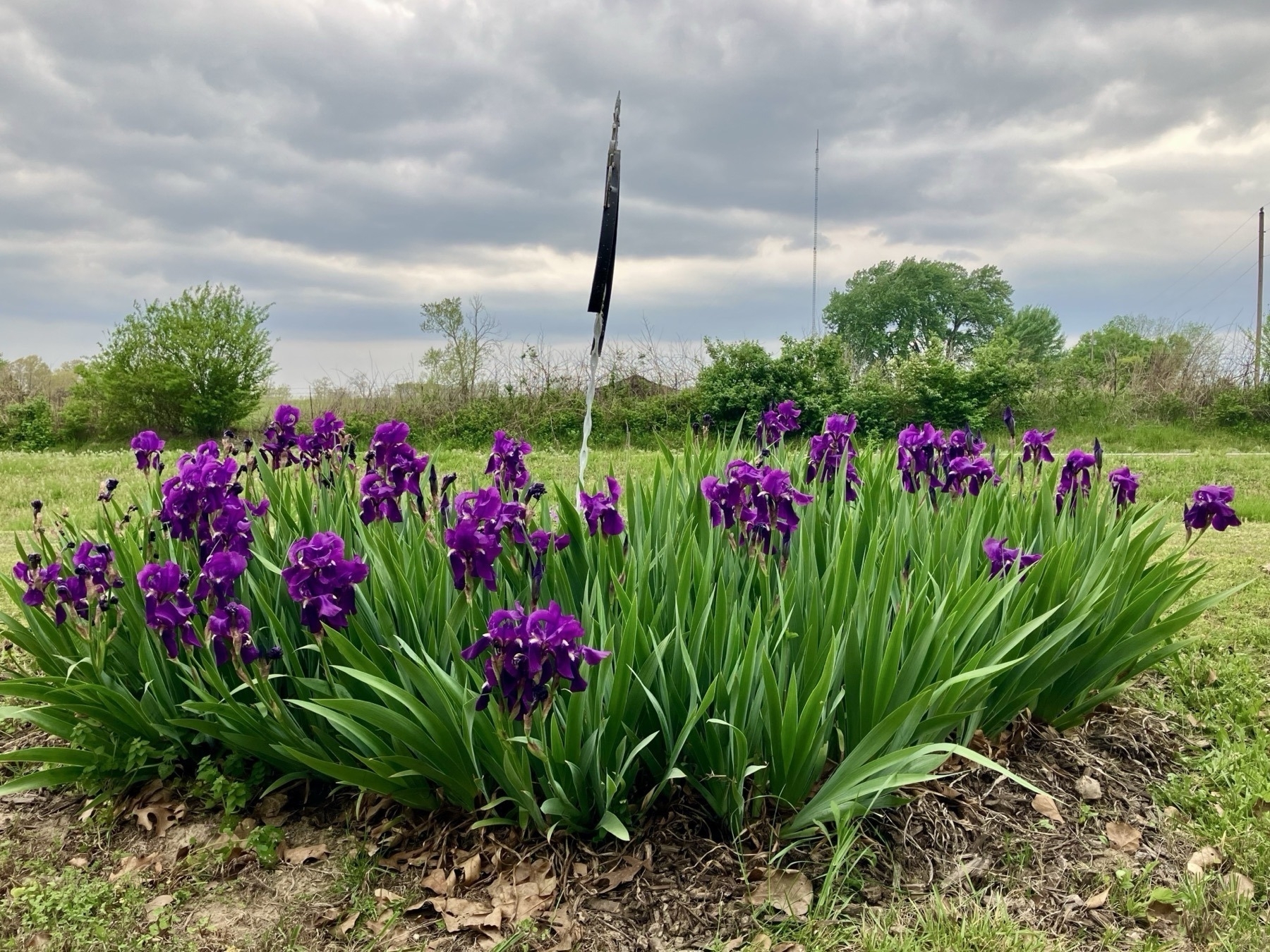 A patch of vibrant purple irises with lush green leaves. The sky above is overcast with gray clouds, and there are trees in the distant background, creating a natural, tranquil setting.